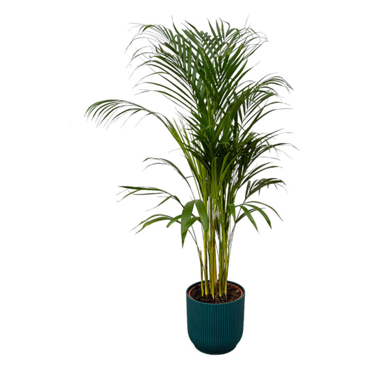 Areca Palme (Goldfruchtpalme) – 110 cm Tropenflair