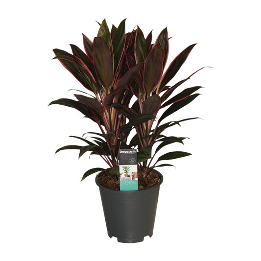 Cordyline Rumba - Ø19cm - ↕55cm
