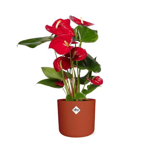 Anthurium Red 12cm in ELHO b.for soft rond 14cm brique