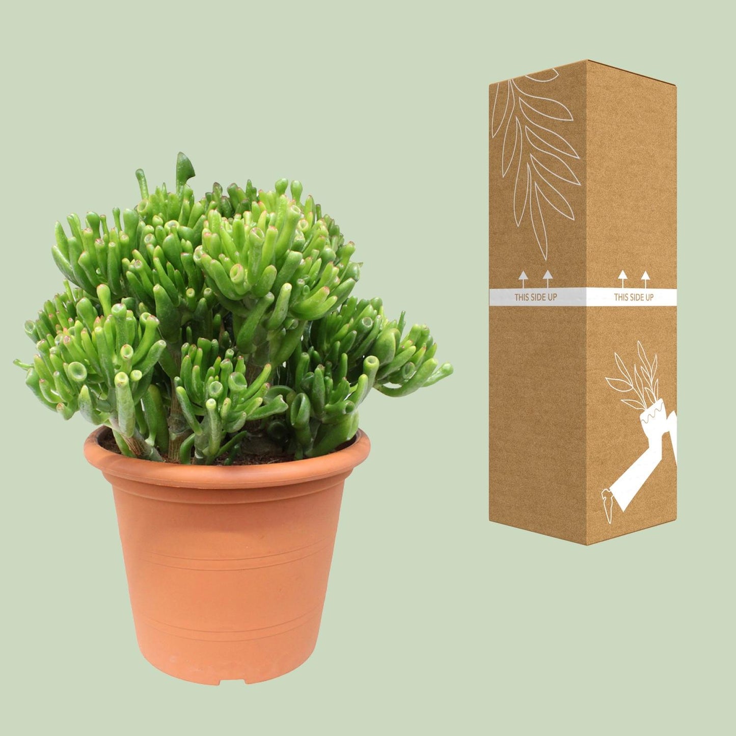 Crassula Hobbit - Ø23cm - ↕35cm