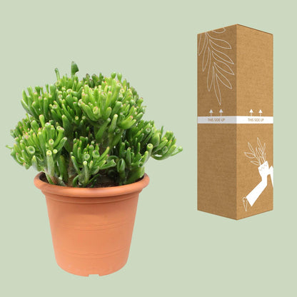 Crassula Hobbit - Ø23cm - ↕35cm