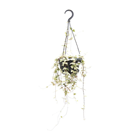 Ceropegia Woodii ssp.woodii - Ø14cm - ↕50cm