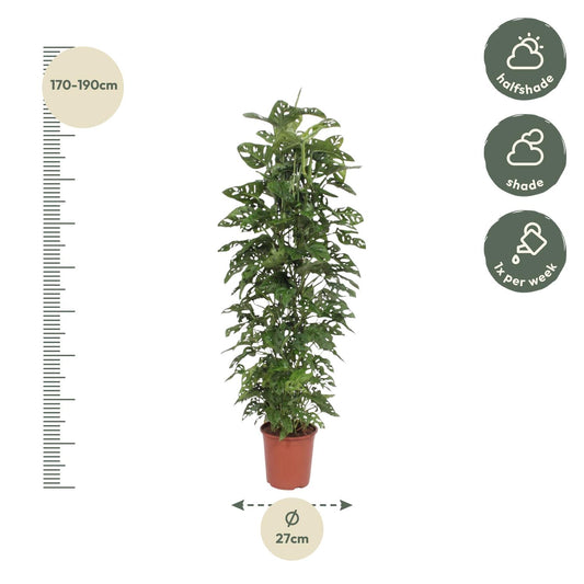 Monstera Monkey Leaf mit 180cm Rankgerüst – Fensterblatt Pflanze