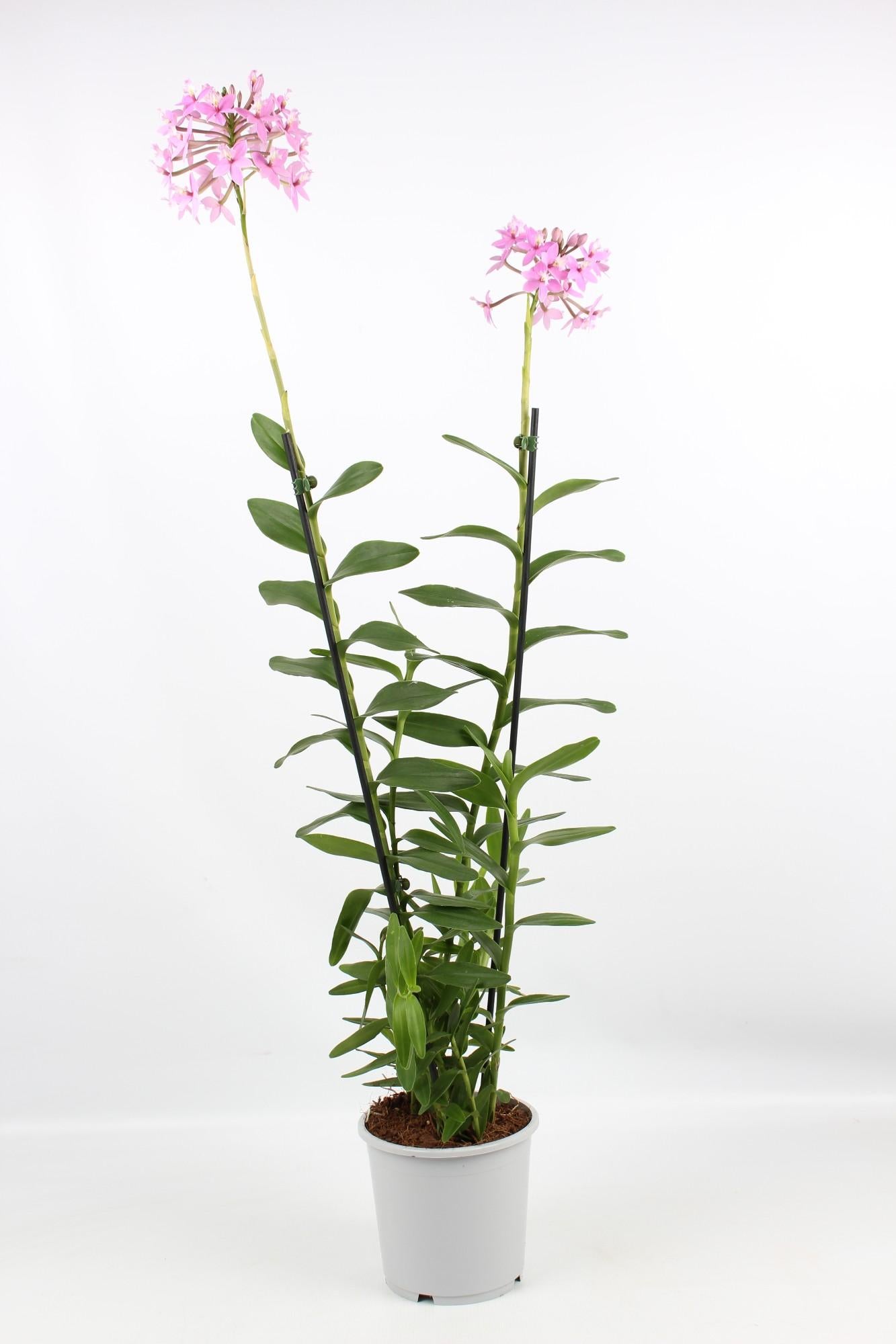 Epidendrum Licht Paars 2 Tak Toef 17 Cm - Ø17cm - ↕75cm