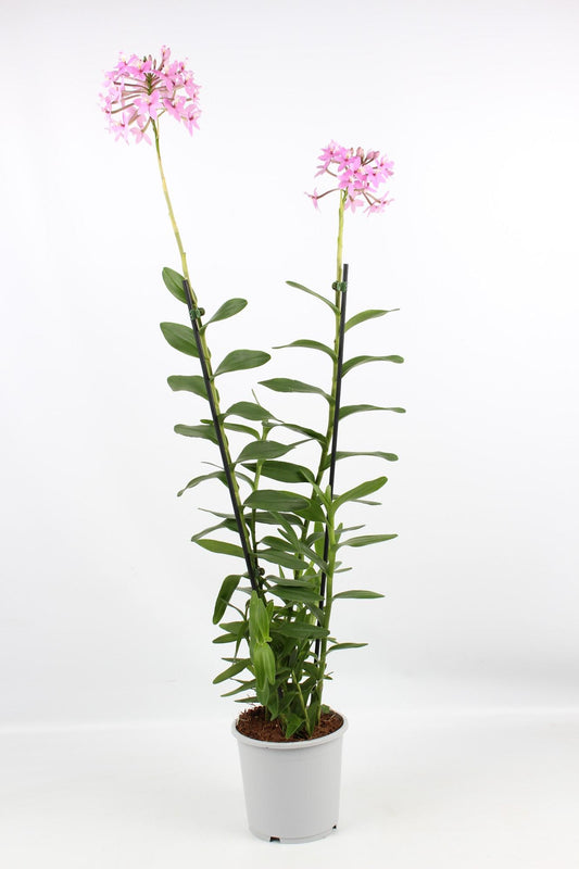 Epidendrum Licht Paars 2 Tak Toef 17 Cm - Ø17cm - ↕75cm