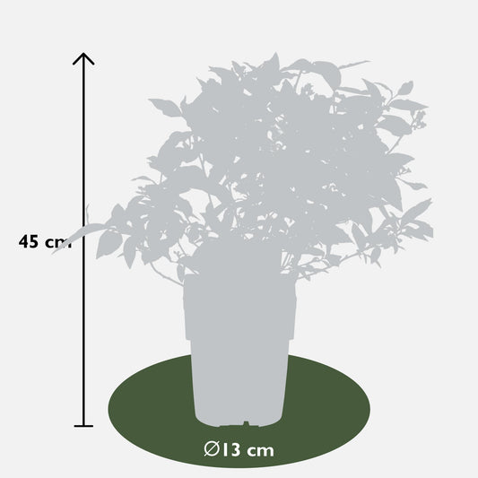 6x - Vaccinium corymbosum - ↨45cm - Ø13