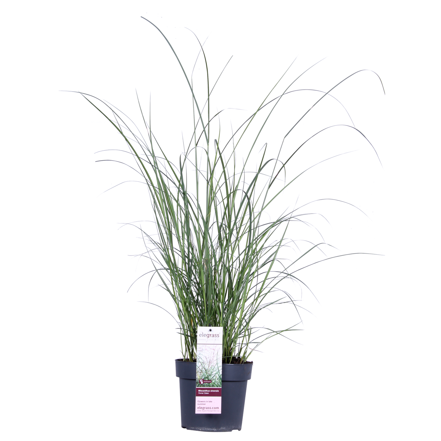 Miscanthus sinensis Ferner Osten - Ø19cm - ↕50cm - Ø19 - ↨50cm