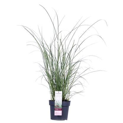 Miscanthus sinensis Ferner Osten - Ø19cm - ↕50cm - Ø19 - ↨50cm