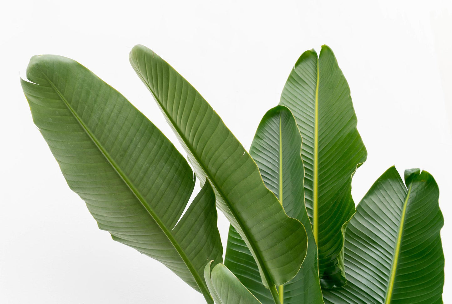 Weißer Paradiesvogel XXL – Strelitzia Augusta 225 cm
