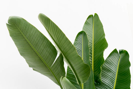 Weißer Paradiesvogel XXL – Strelitzia Augusta 225 cm
