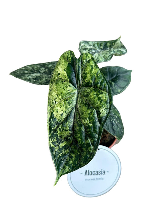 Alocasia Dragon Scale Variegata - Ø12cm - ↕25cm