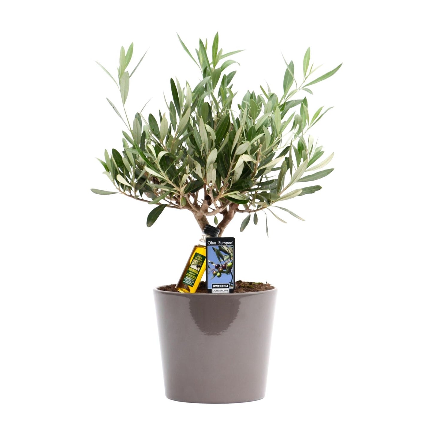 Olea Olijf - Ø16cm - ↕35cm