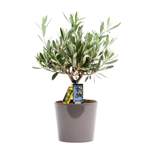 Olea Olijf - Ø16cm - ↕35cm