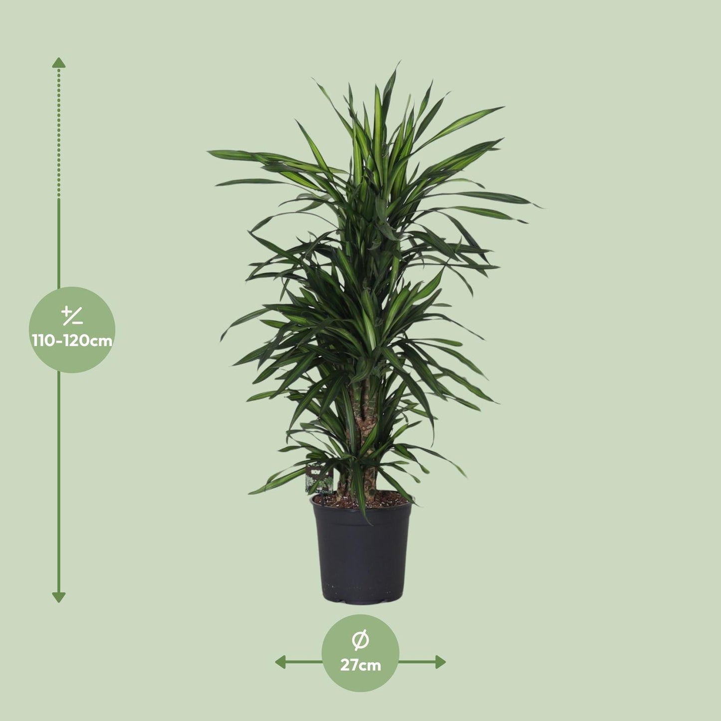 Dracaena Frag. Rikii - Ø27cm - ↕120cm