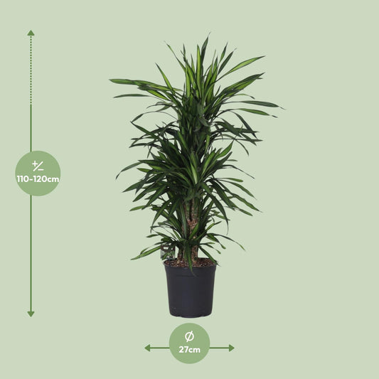 Dracaena Frag. Rikii - Ø27cm - ↕120cm