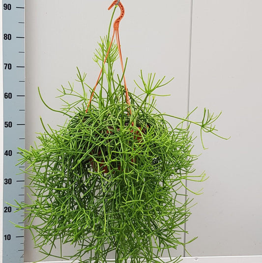 Rhipsalis Heteroclada - Ø20cm - ↕50cm