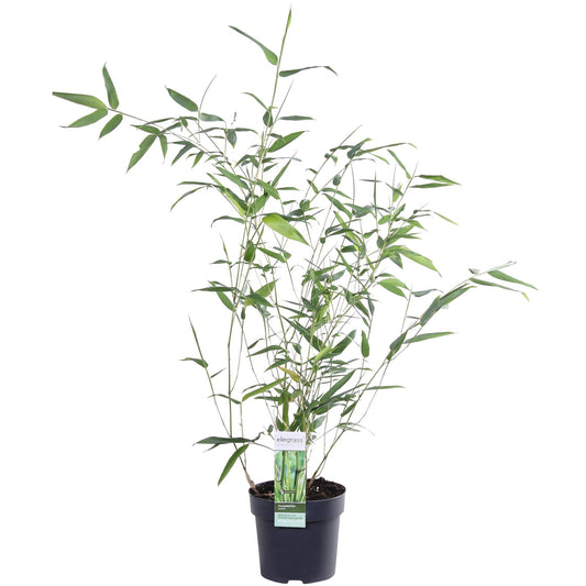Phyllostachys 'Bissetii' - Ø14cm - ↕40cm