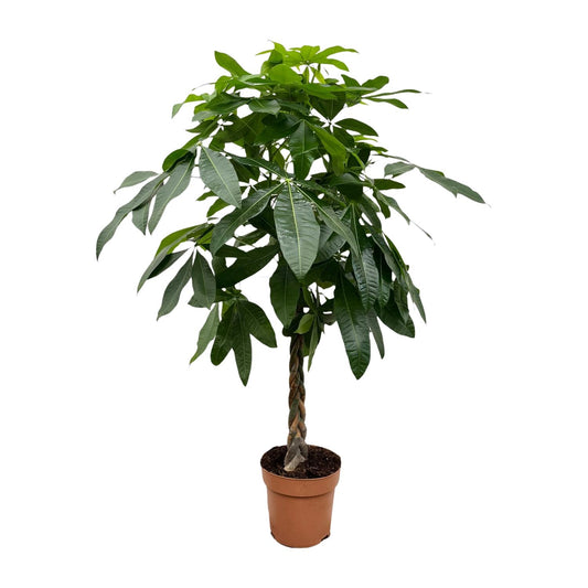 Geldbaum 170 cm – Pachira Aquatica Zimmerpflanze