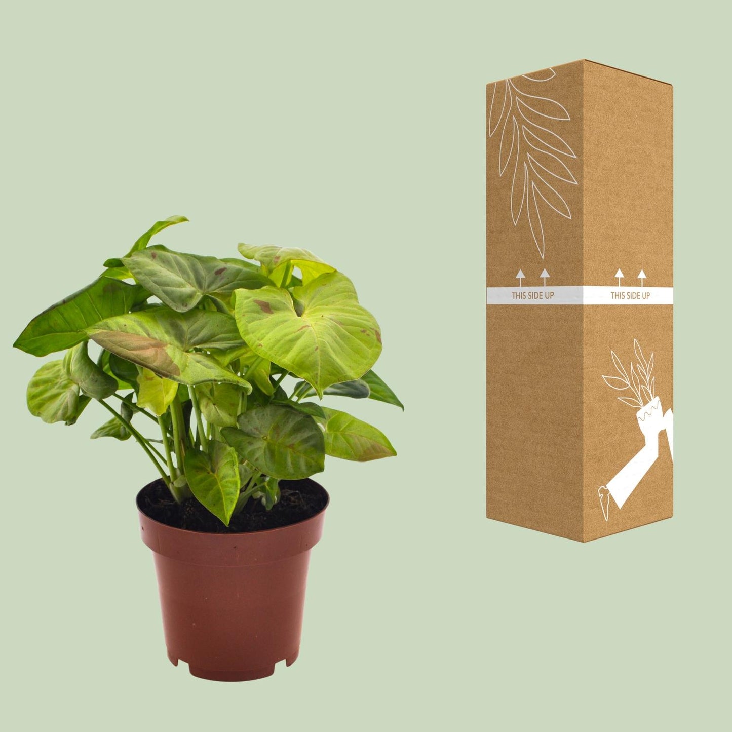 Syngonium Milk Confetti - Ø12cm - ↕20cm