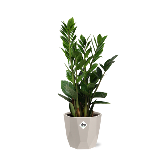 Zamioculcas – Hoogte 45-50 in ELHO b.for rock 14 cm warm grey