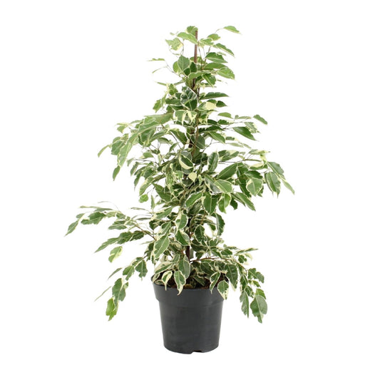 Ficus Benjamina Twilight - Ø17cm - ↕70cm