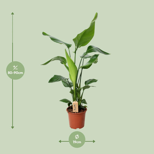 PROMO - Strelitzia Nicolai - Ø19cm - ↕90cm