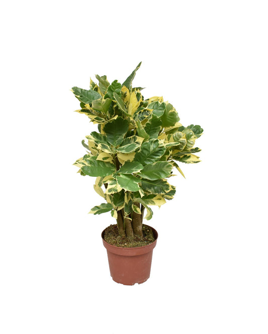 Croton Eberneum P14 - Ø14cm - ↕50cm