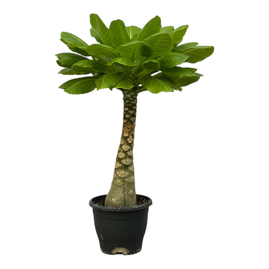Hawaiianische Palme 25 cm – Exotische Zimmerpflanze