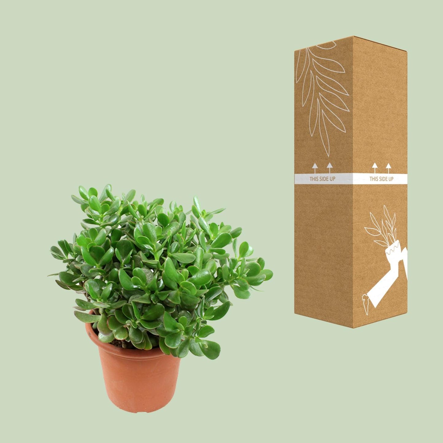 Crassula Ovata - Ø23cm - ↕35cm