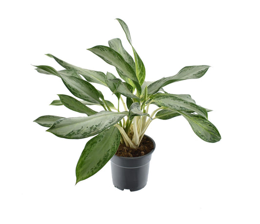 Aglaonema Golden Bay - Ø17cm - ↕60cm