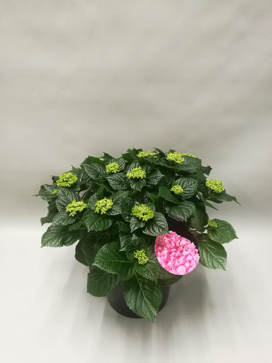 Hydrangea Early Rosa - Ø23cm - ↕45cm