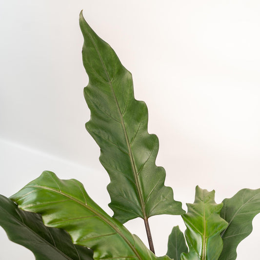 Alocasia Lauterbachiana - Ø19cm - ↕80cm + Korb Igmar