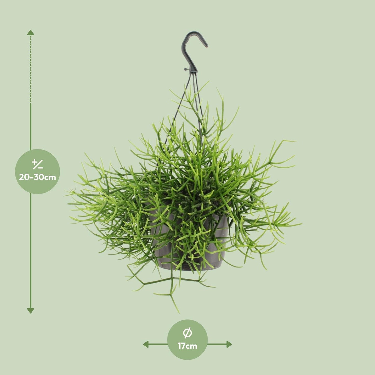 Rhipsalis Heteroclada - Ø17cm - ↕25cm