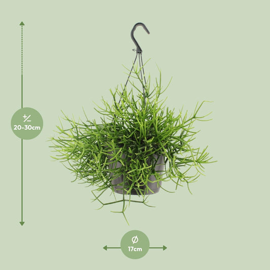 Rhipsalis Heteroclada - Ø17cm - ↕25cm