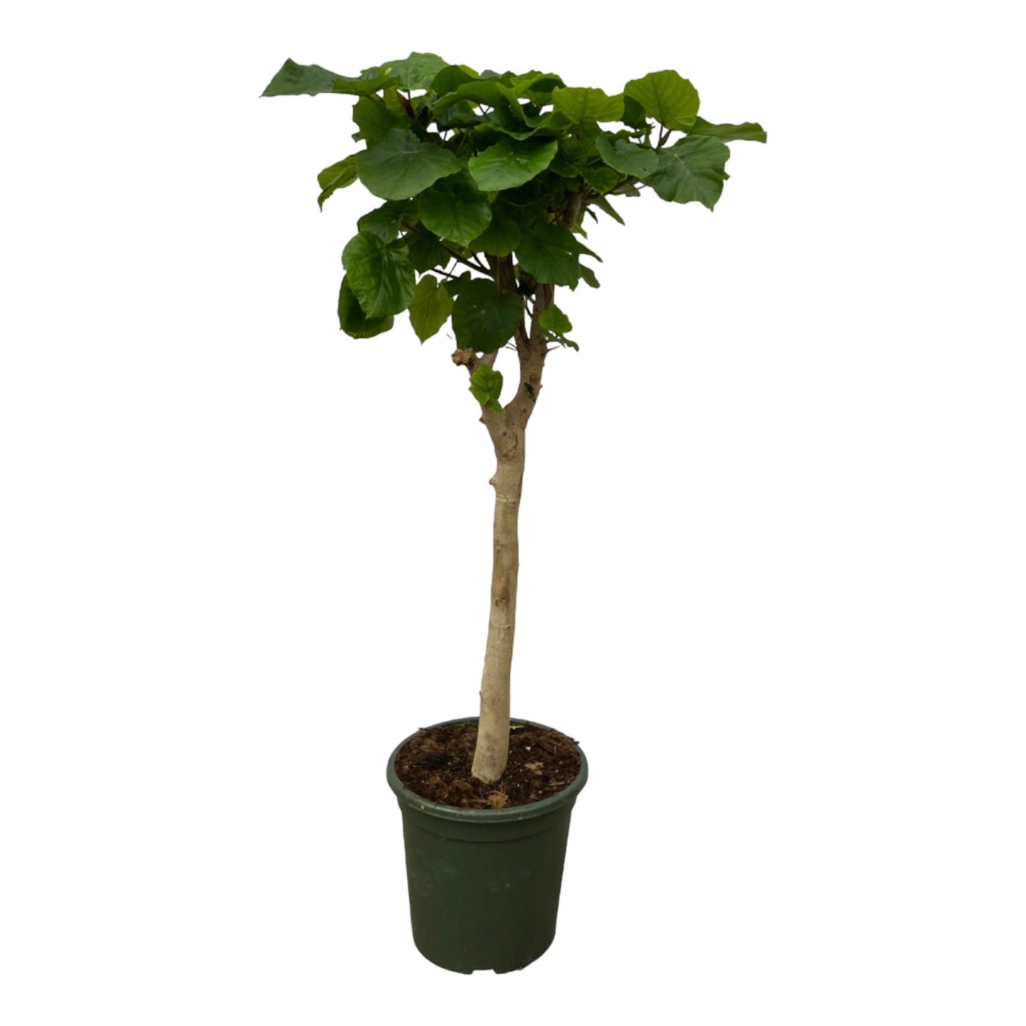 Schirmfeige Stamm – Eleganter Zimmerbaum 140 cm