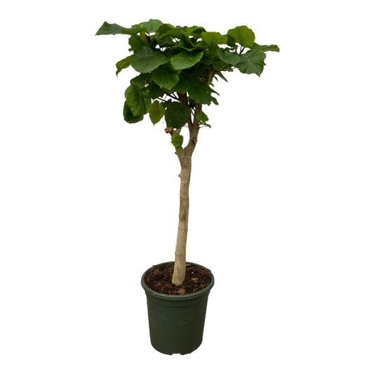 Schirmfeige Stamm – Eleganter Zimmerbaum 140 cm