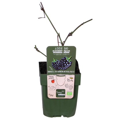 Rubus Lochness - Ø13cm - ↕45cm