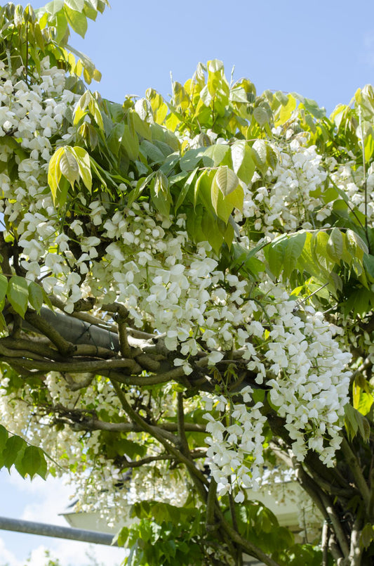 2x - Wisteria floribunda 'Longissima Alba' - ↨65cm - Ø15
