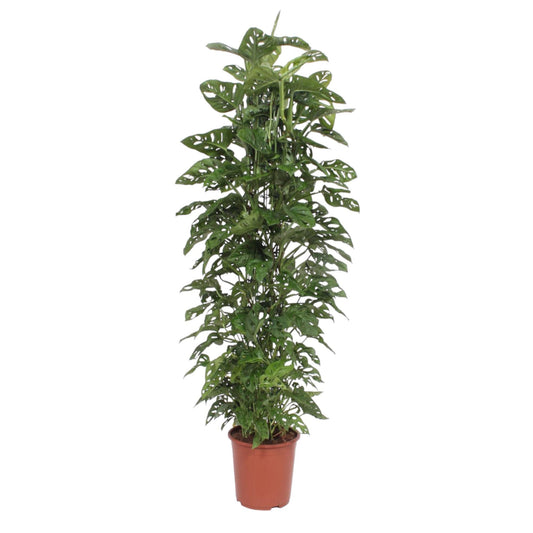 Monstera Monkey Leaf mit 180cm Rankgerüst – Fensterblatt Pflanze