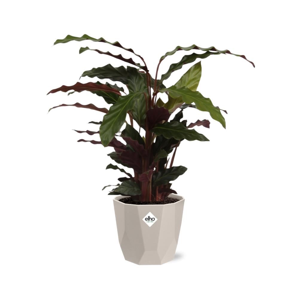 Calathea Rufibarba ‘Tropistar’ in ELHO b.for rock 14 cm warm grey