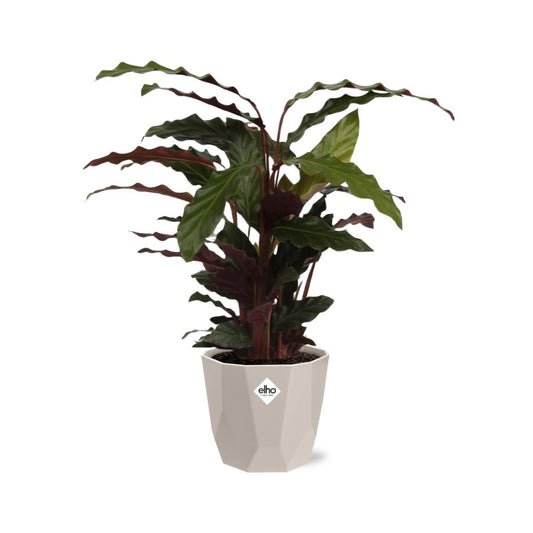 Calathea Rufibarba ‘Tropistar’ in ELHO b.for rock 14 cm warm grey