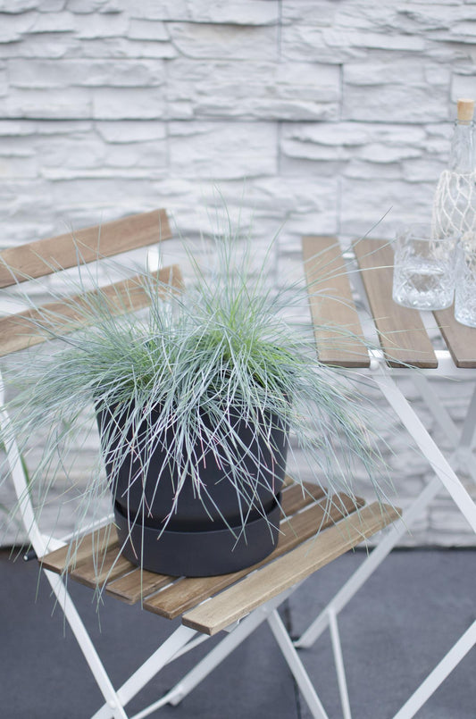 Festuca glauca Azura Blue - Ø19 - ↨40cm