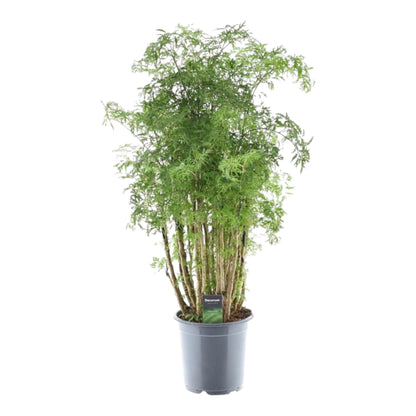 Ming Aralie Zimmerpflanze – 90 cm tropische Eleganz