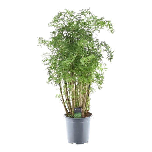 Ming Aralie Zimmerpflanze – 90 cm tropische Eleganz