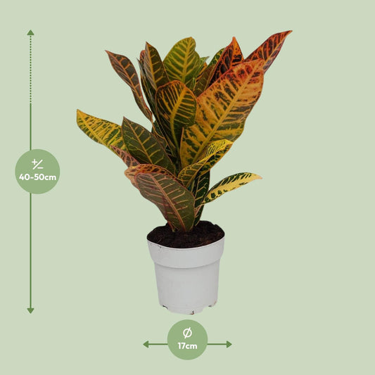 Codiaeum Petra - Ø17cm - ↕45cm