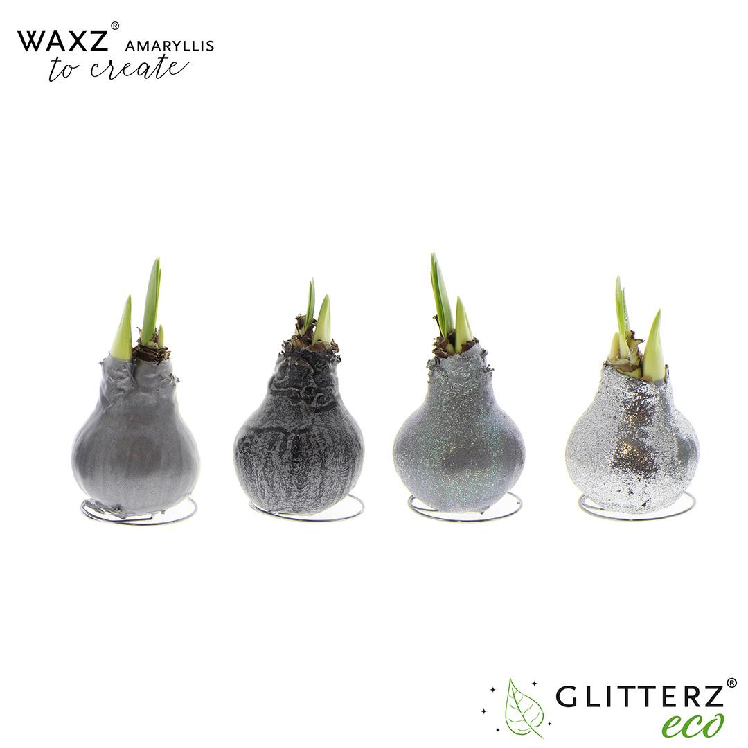 Amaryllis Waxz To Create Silver - 4 Stücke - Ø7 cm - ↕15 cm