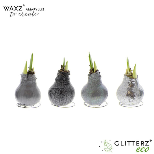 Amaryllis Waxz To Create Silver - 4 Stücke - Ø7 cm - ↕15 cm