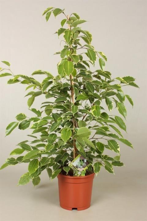 Ficus Goldenking - Ø17cm - ↕60cm