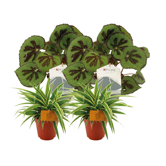 2x Chlorophytum Ocean + 2x Begonia Masoniana Rock - 4 stuks-  Ø12 - ↕20-30