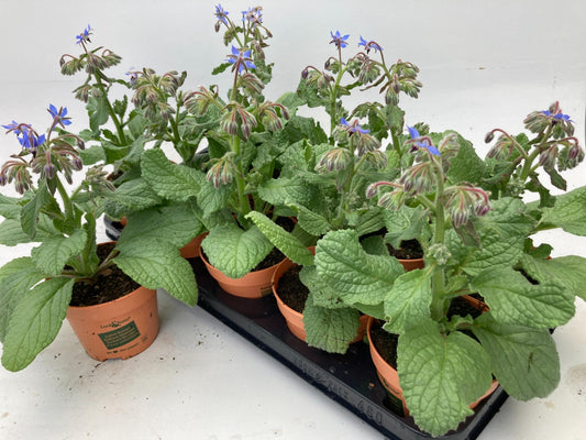 Borage Lookandtaste - Ø12cm - ↕30cm
